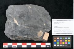 Foto (Objekt + Etikett) von Plantae indet.  (NHMW-GEO-2024-0188-11213)